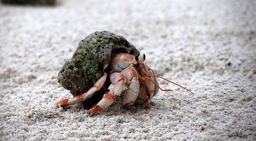 hermitcrab